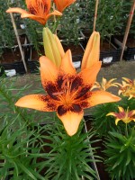 [5033 Orange Art No01.JPG]